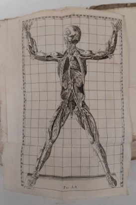 Esposizione anatomica della struttura del%,Esposizione anatomica della struttura del%,Esposizione anatomica della struttura del%,Esposizione anatomica della struttura del%