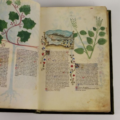 Biblioteca Historia Plantarum Casanatense