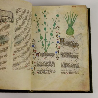 Historia Plantarum Biblioteca Casanatense