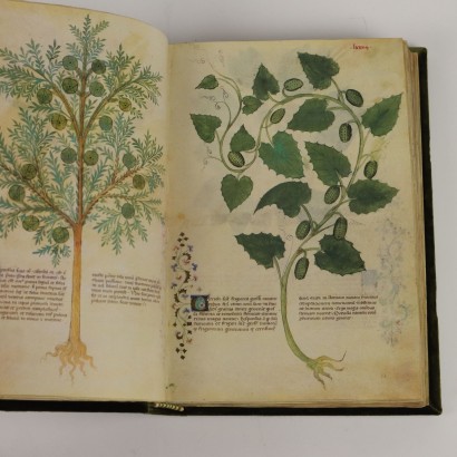 Bibliothèque Historia Plantarum Casanatense