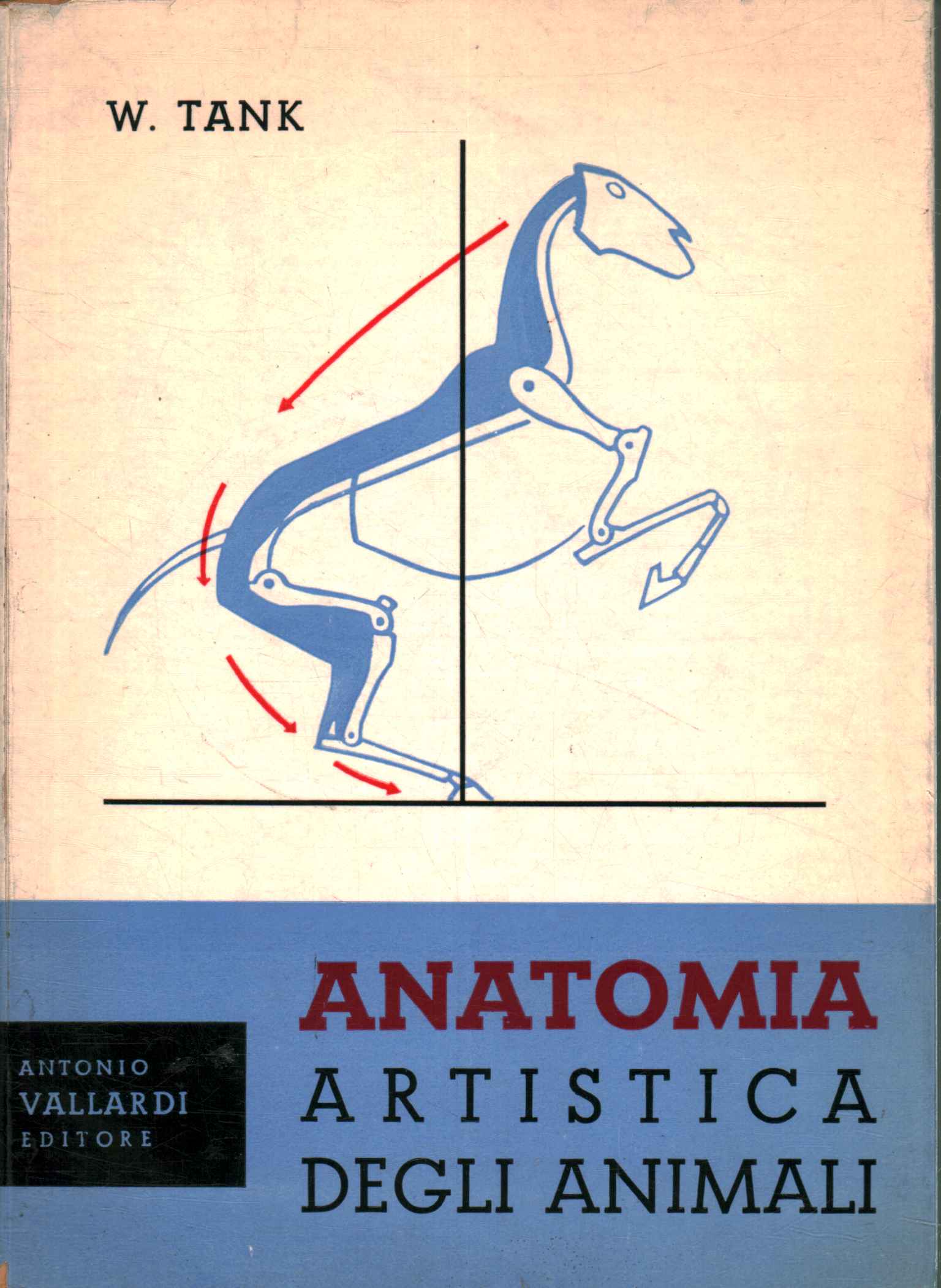 Anatomie artistique des animaux