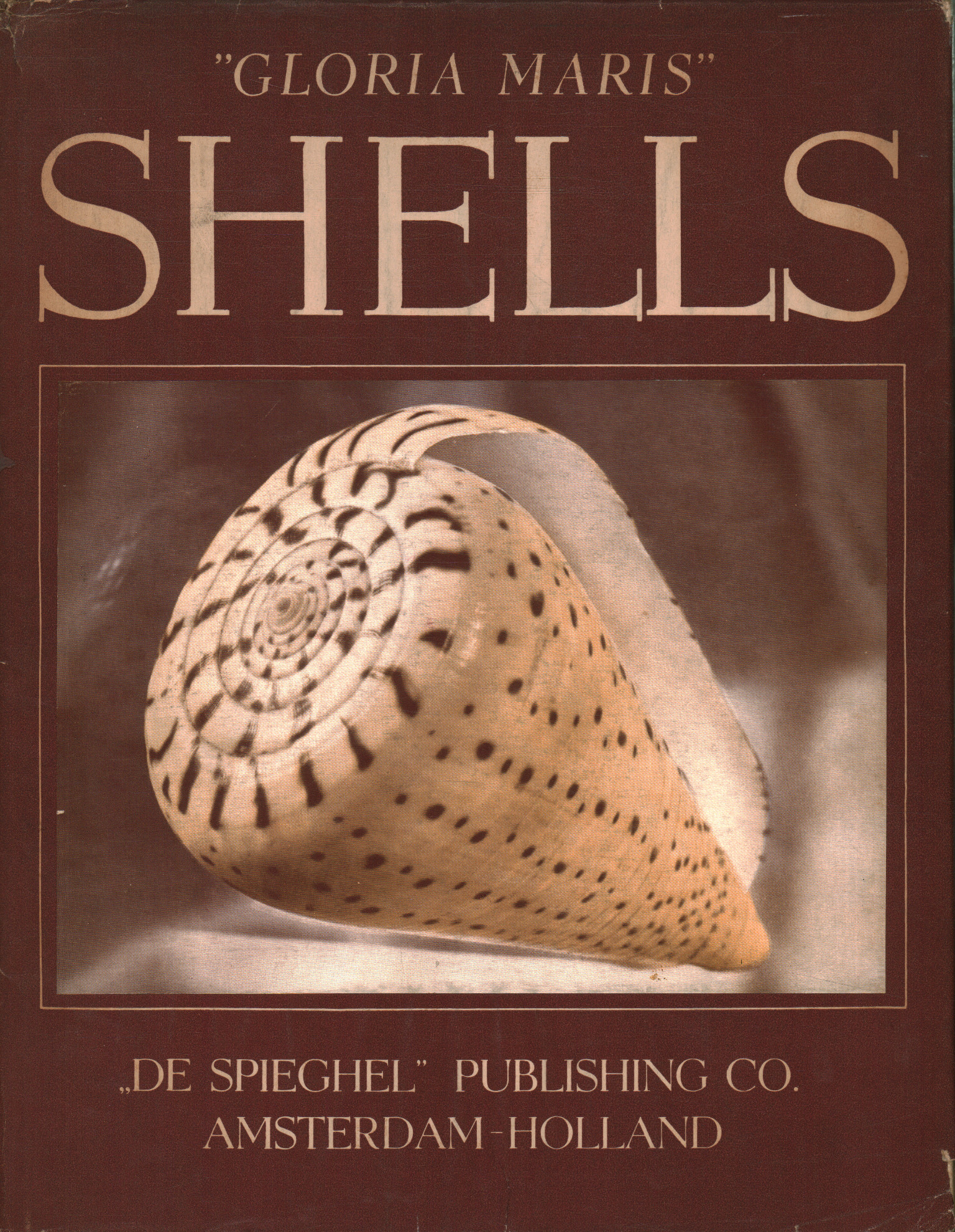 Gloria Maris. Shells of the Malaysian